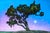 Moongazer by Thane Gorek | Oil Painting of a tree under a full moon in a twilight sky For Sale