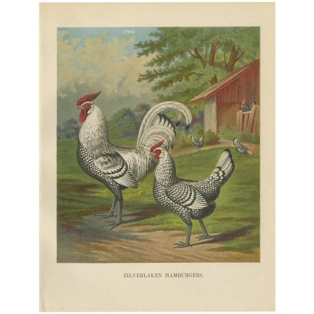 After Förster, Refined Silver Spangled Hamburg Chicken, 19th Century, Lithograph For Sale - Image 10 of 10