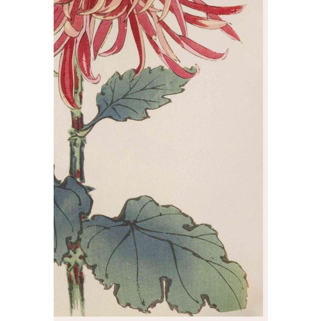 Not Yet Made - Made To Order Red Chrysanthemum by Hasegawa, Vintage Japanese Botanical Art Print, 40" X 60" For Sale - Image 5 of 9