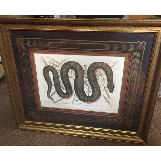 Copper Mark Catesby Framed Etching 1754, Vol. 2 Pl. 46, the Copper-Bellied Snake For Sale - Image 8 of 11