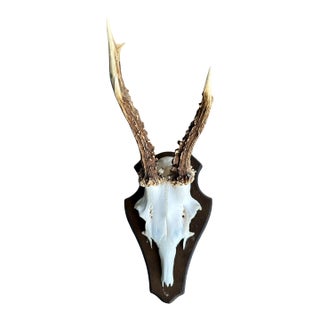 11990s Roe Deer Trophy 5 Black Forest Mount For Sale