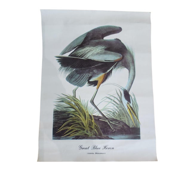 Vintage Audubon Birds of America Prints - Set of 14 For Sale - Image 11 of 15