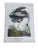 Vintage Audubon Birds of America Prints - Set of 14 For Sale - Image 11 of 15