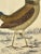 Antique Hand Colored Bird Print From England Featuring a Macklot’s Breve & Giant Breve Birds - Circa 1870 For Sale In Dallas - Image 6 of 12