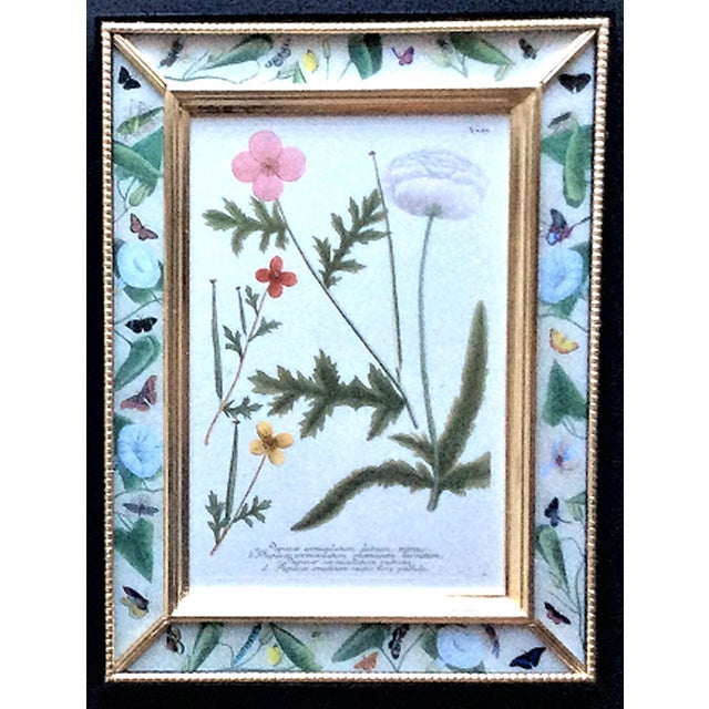 Sculpture Materials Botanical Splendor- Johann Weinmann Botanical Framed Engravings- A Set of Twelve (12) For Sale - Image 7 of 13
