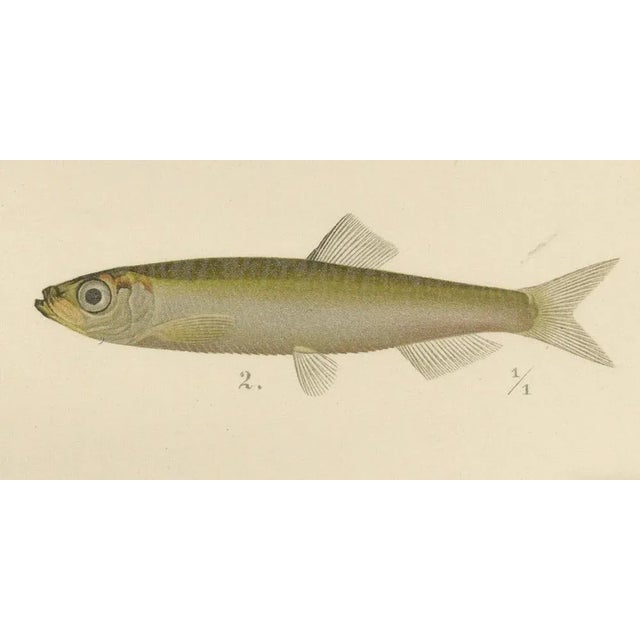 Herring, Sprat, Müller's Pearlside and Pike, 1895, Lithograph on Paper For Sale - Image 4 of 10