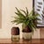 Kenneth Ludwig Chicago Sage Glass Vase with Wood Accent 11"H For Sale - Image 4 of 4