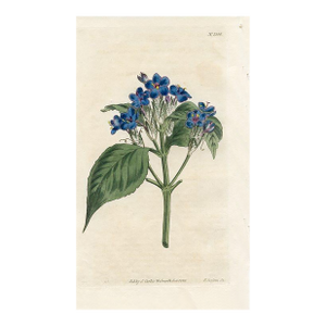 1811, Blue Sage Justicia Botanical Print, Curtis's Botanical Magazine, Original Antique Botanical Print, Engraving, England