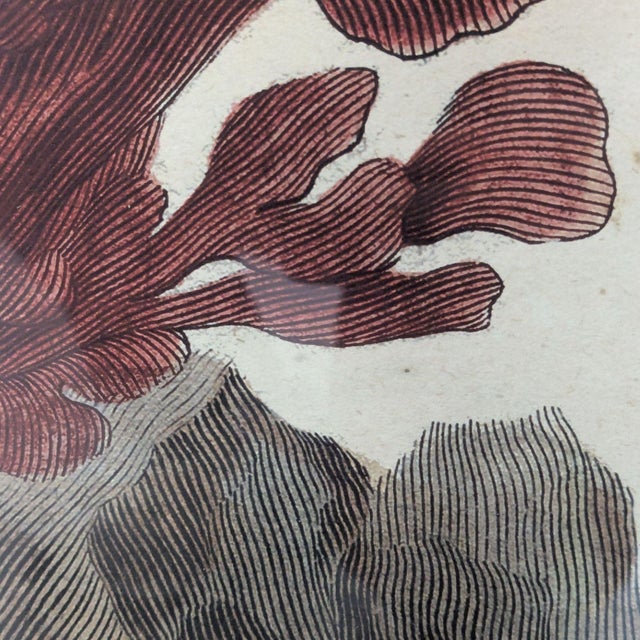 Framed “Red Coral on Rock” Natural History Print For Sale - Image 9 of 9