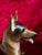 Ceramic Vintage Rosenthal Germany Hand Painted German Shepherd Dog Figurine For Sale - Image 7 of 12