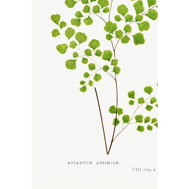 Fern Art Print – Antique Maidenhair Botanical Illustration, 36" X 54" For Sale In Buffalo - Image 6 of 8