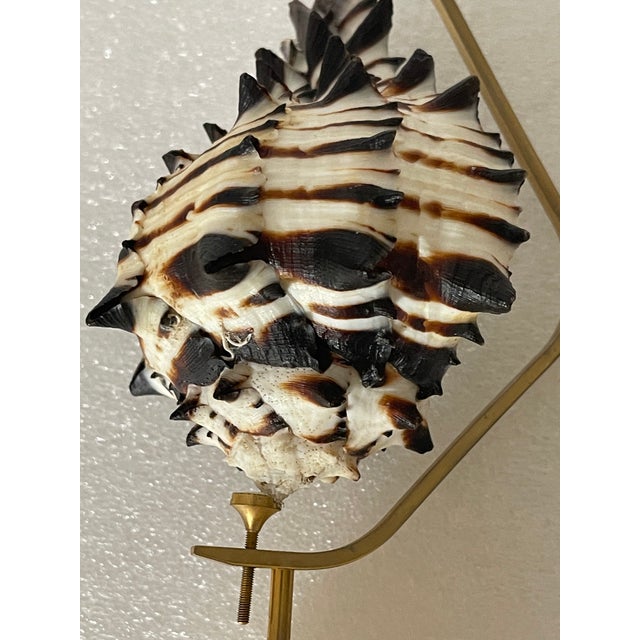 Coastal Vintage Coastal Sea Shell on a Brass Custom Stand For Sale - Image 3 of 3