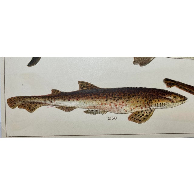 Antique Fish Print Featuring a Thrasher, Basking Shark, Brown Shark & Rough Hound From England - Circa 1902 For Sale - Image 4 of 8