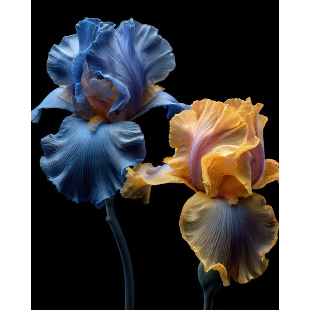 The Petal Dance, Contemporary Photograph by Michael Filonow For Sale