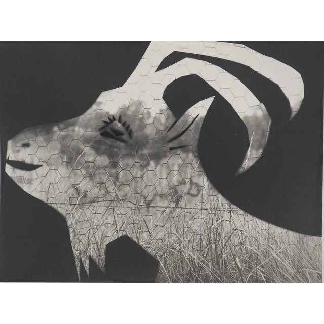 Pablo Picasso, Diurnal, The Goat at the Fence, Original Phototype For Sale - Image 6 of 6