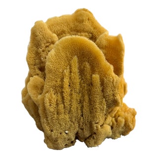 Incredible Large Sea Sponge Vase Specimen For Sale