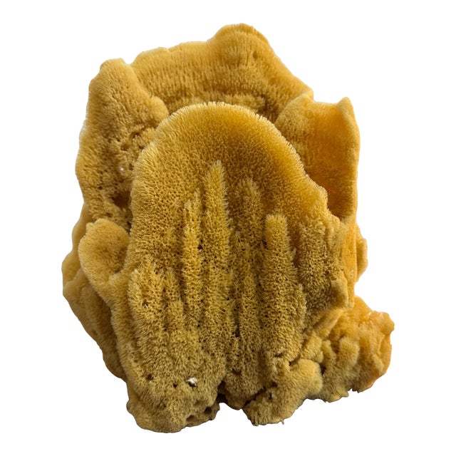 Incredible Large Sea Sponge Vase Specimen For Sale