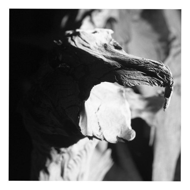 Paul Cooklin, Scan 828, Natures Faces, Edition of 50 For Sale