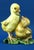 Yellow 20th Century Ceramic Sculpture Pair of Chicks from Fontanini, Italy, 1920s For Sale - Image 8 of 18