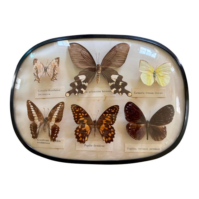 Mid-20th Century English Butterfly Specimen Case For Sale