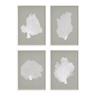 Coral Fans Study, Set Of 4 For Sale