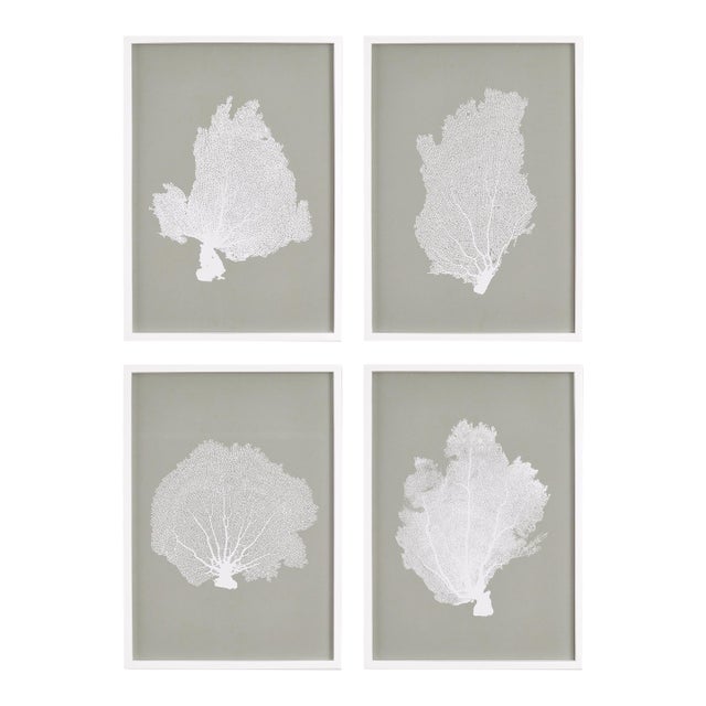 Coral Fans Study, Set Of 4 For Sale