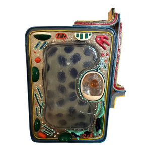 Staco MCM Deluxe Plant Cell Model Sculpture