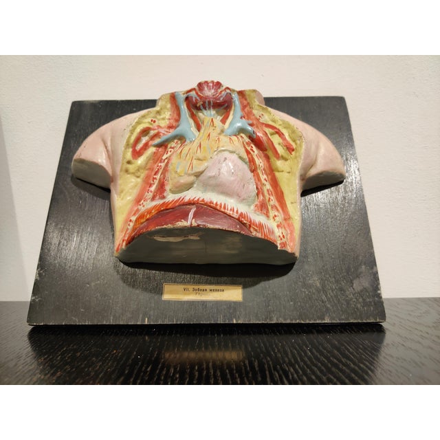 Anatomical Models, 1950s, Set of 2 For Sale - Image 3 of 5