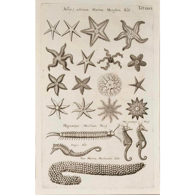 A fascinating late 17th-century marine natural history engraving depicting a remarkable assortment of sea creatures,...