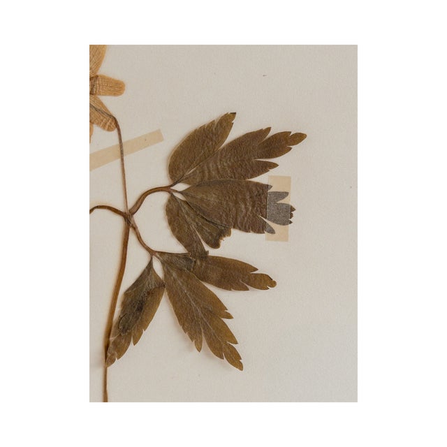 Rustic European Vintage Swedish Herbarium - Wood Anemone, Circa 1938 For Sale - Image 3 of 6