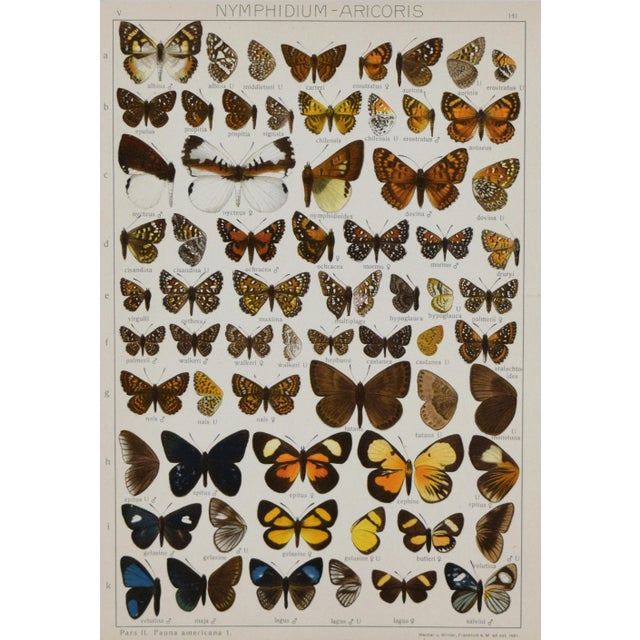 Realism Antique Early 20th Century Butterfly Print 1912 For Sale - Image 3 of 5