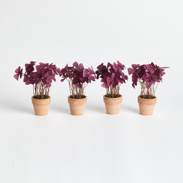 100% realistic a perfect copy of the Mini Oxalis, with its burgundy leaves and thin stems. This dropin is a nohassle work...