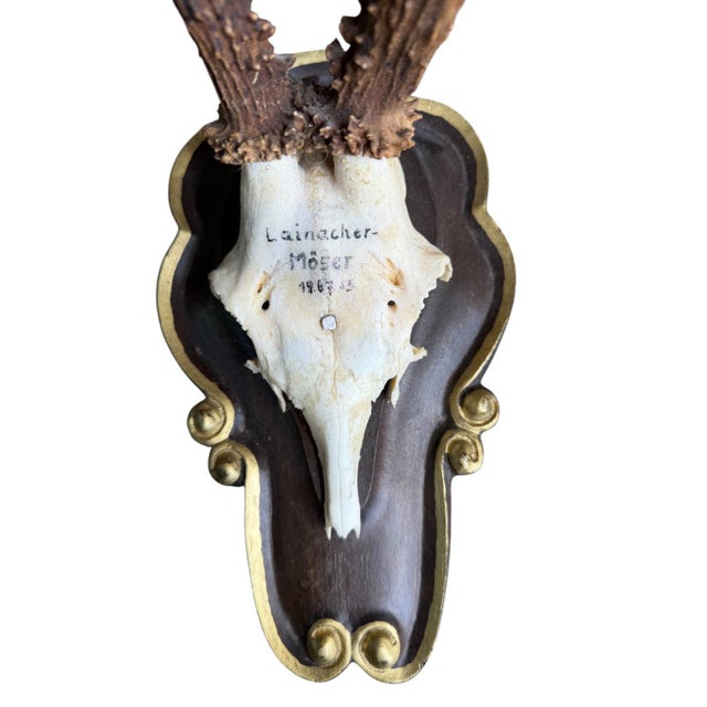 Roe deer trophy on a brown wood plaque highlighted with gold scrolling.