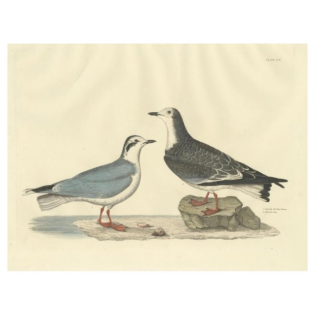 A beautifully detailed print from Prideaux John Selby's "Illustrations of British Ornithology," depicting the Little Gull...