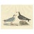 A beautifully detailed print from Prideaux John Selby's "Illustrations of British Ornithology," depicting the Little Gull...