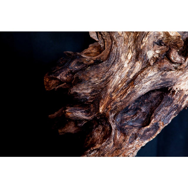 Wabi Sabi Root Wood Sculpture For Sale - Image 11 of 13