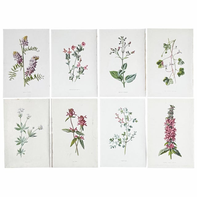 Antique Botanical Print Gallery | Set of 8 F. Edward Hulme Chromolithographs, Framed For Sale - Image 12 of 12