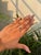 This elegant solitaire engagement ring features a 1.09 carat natural emerald set in 14K yellow gold. The emerald measures...
