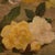 Achille Théodore Cesbron, Jeté De Roses,19th Century, Oil Painting on Canvas, Framed For Sale - Image 4 of 10