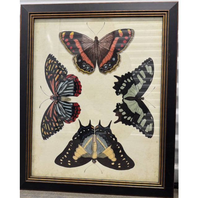 Chelsea House Inc Set of 4 Chelsea House Display of Butterflies I-Iv, Reproduction Prints, Framed For Sale - Image 4 of 8