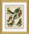 18th Century Parakeet Engravings I Framed Art Print For Sale
