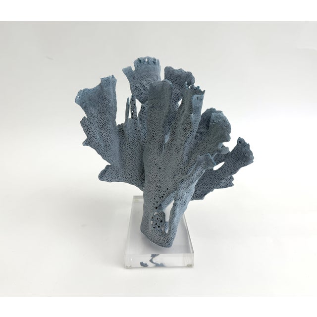 Natural Blue Coral Specimen on Acrylic Base For Sale In Los Angeles - Image 6 of 7