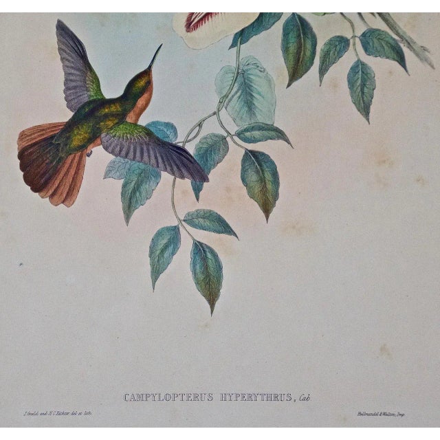 Realism Hummingbirds: Framed Gould Antique Hand-Colored "Rufous-Breasted Sabrewing", 1850 For Sale - Image 3 of 7