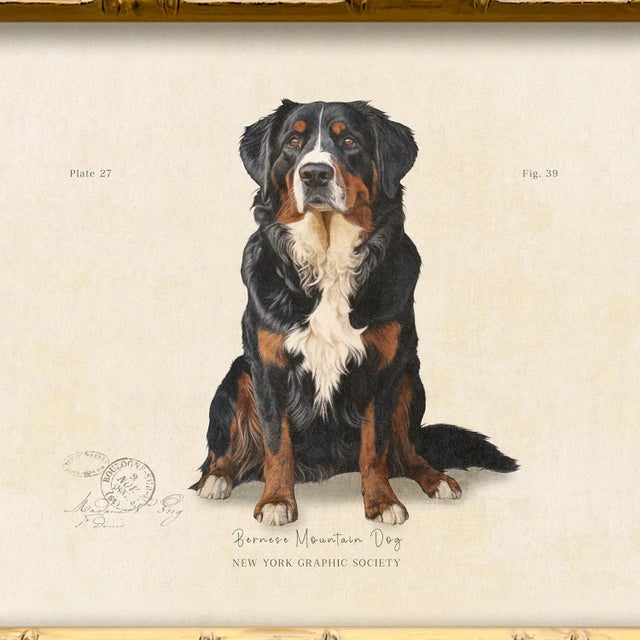 Illustration Reproduction Art Print of Vintage "World of Dogs" Illustration (Bernese Mountain Dog), Framed For Sale - Image 3 of 4