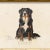 Illustration Reproduction Art Print of Vintage "World of Dogs" Illustration (Bernese Mountain Dog), Framed For Sale - Image 3 of 4