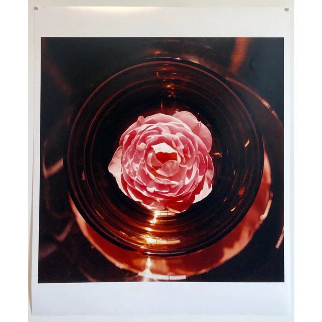 2000 - 2009 Peter C. Jones Botanical Still Life Color Photograph, 2005 For Sale - Image 5 of 6