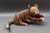 Saturnino Portuound (Pucho) Odio (Cuban 1928-1997) Cat With Ball Painted Carved Wood Sculpture. Measures approximately 13...