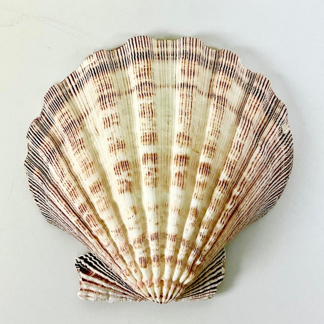 1970s Vintage Boho Chic Folk Art Coastal Découpage Clam Seashell Catchall Trinket Dish. For Sale - Image 10 of 11