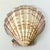 1970s Vintage Boho Chic Folk Art Coastal Découpage Clam Seashell Catchall Trinket Dish. For Sale - Image 10 of 11