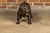 Vintage American Art Life-Size Bronze Bulldog Sculpture For Sale - Image 4 of 10